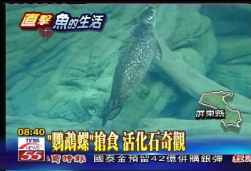 海生館新嬌客 「麻斑海豹」現身