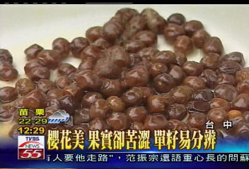 櫻花美果實卻苦澀 單籽易分辨