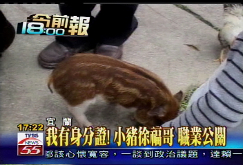我有身分證!小豬徐福哥 職業公關