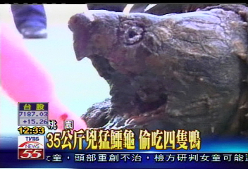 35公斤兇猛鱷龜 偷吃4隻鴨