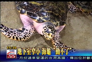 吃多少動! 澎湖保育海龜太胖了