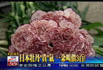 母親節瘦荷包 花價應聲看漲!