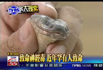 〈獨家〉雨傘節咬傷 6小時內送醫可救命