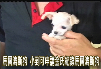 馬爾濟斯狗　小到可申請金氏紀錄