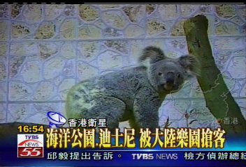 無尾熊落戶廣東番禺　旅客引頸以待