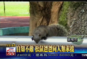 死守家園 松鼠爸爸力搏大錦蛇