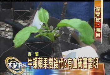 就是這棵樹! 牛頓蘋果樹後代抵台