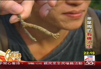 【一步一腳印】順應自然 茶葉周的有機人生