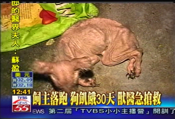 飼主落跑狗飢餓30天 獸醫急搶救