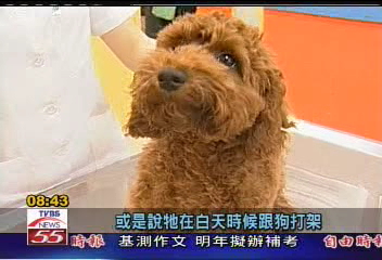 狗狗會作夢？　寵物達人報給您知