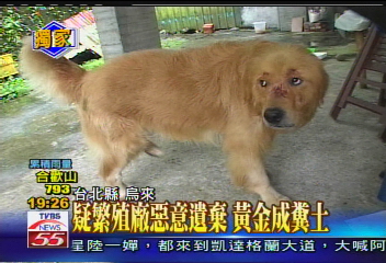 〈獨家〉7隻黃金獵犬遭棄養　餓成皮包骨