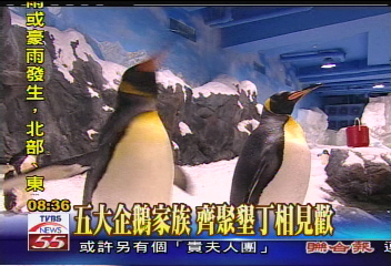 海生館新嬌客　近百討喜企鵝爭寵