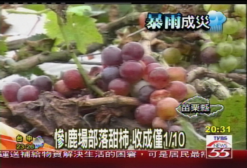豪雨釀災／苦啊！巨峰葡萄遇雨　落果率3成