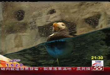 屏東海生館 獨家引進鳳頭海鸚鵡