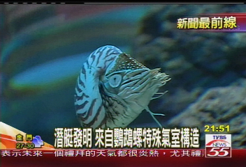 5億年活化石鸚鵡螺　標準夜貓子