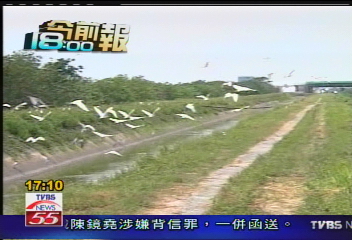 嘉空軍基地旁 鷺鷥成群 飛安隱憂