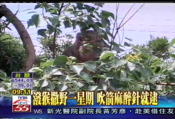 潑猴大鬧農舍　抓傷小狗咬傷人