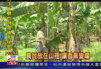 內外銷皆受創　香蕉滯銷價格低