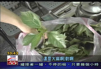 新品種麻薏筋細嫩　常被誤認大麻