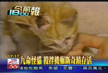 9命怪貓　攪拌機輾斷奇蹟存活