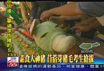 素食大神豬　苜蓿芽豬毛考生搶拔