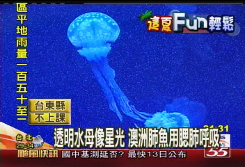 透明水母像星光　澳洲肺魚用腮肺呼吸