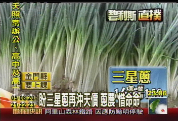 防颱準備／盼三星蔥再沖天價　蔥農「惜命命」