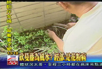 經濟部大砍蔓藤　傳黃營杉改風水