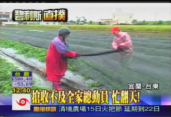 碧利斯襲台／三星蔥又漲！每公斤230元　快搶收