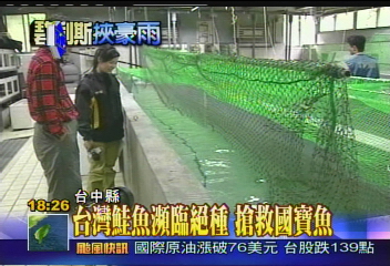 碧利斯襲台／〈獨家〉風災掃台灣鮭　獨家直擊復育中心