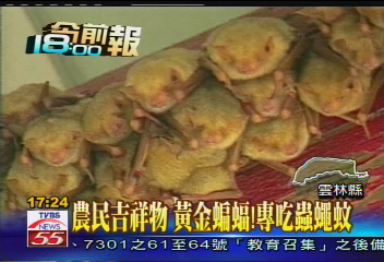 農民吉祥物　黃金蝙蝠！專吃蟲蠅蚊