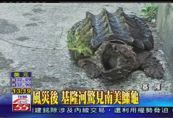 風災後 基隆河驚見南美鱷龜