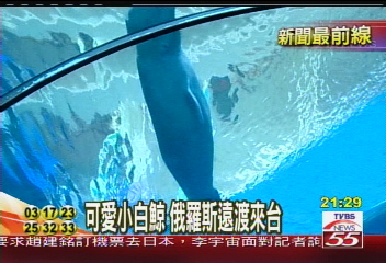 海生館白鯨報到　肩負傳宗接代任務