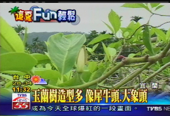 宜蘭好去處! 賞百年玉蘭花園