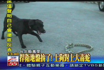 捍衛地盤拚了! 土狗大戰錦蛇