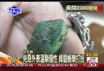 〈獨家〉「罔市」愛漂亮! 蜥蜴界的蔡依林