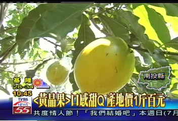 「黃晶果」口感甜Q 產地價1斤百元