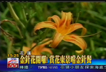 金針花開囉!賞花東景嚐金針