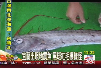 宜蘭出現地震魚　黑斑紅毛模樣怪