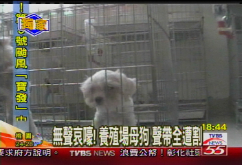 〈獨家〉無聲哀嚎!養殖場母狗 聲帶全遭割