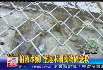 搶救水獺! 空運木柵動物園急救