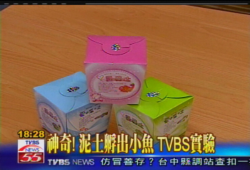 〈獨家〉神奇!泥土孵出小魚 TVBS實驗