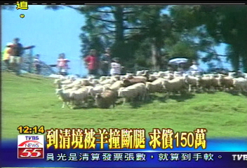 到清境被羊撞斷腿　求償150萬