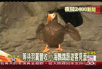 海生館傳喜訊 南極海鸚鵡成功孵化