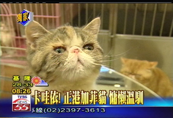 〈獨家〉卡哇依！正港加菲貓　慵懶溫馴
