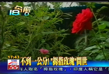不到1公分！　「拇指玫瑰」問世