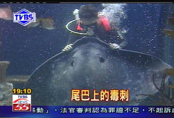 〈獨家〉魟魚尾劇毒 TVBS水中鏡頭捕捉