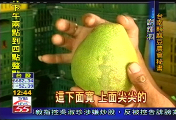 麻豆文旦現假貨　鶴岡文旦混充！