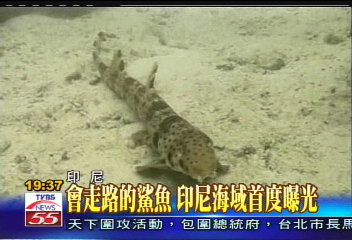 海底珍寶大蒐奇　這隻鯊魚會走路