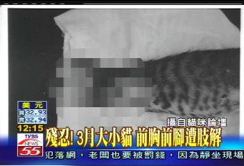 殘忍！3月大小貓　前胸、前腳遭肢解